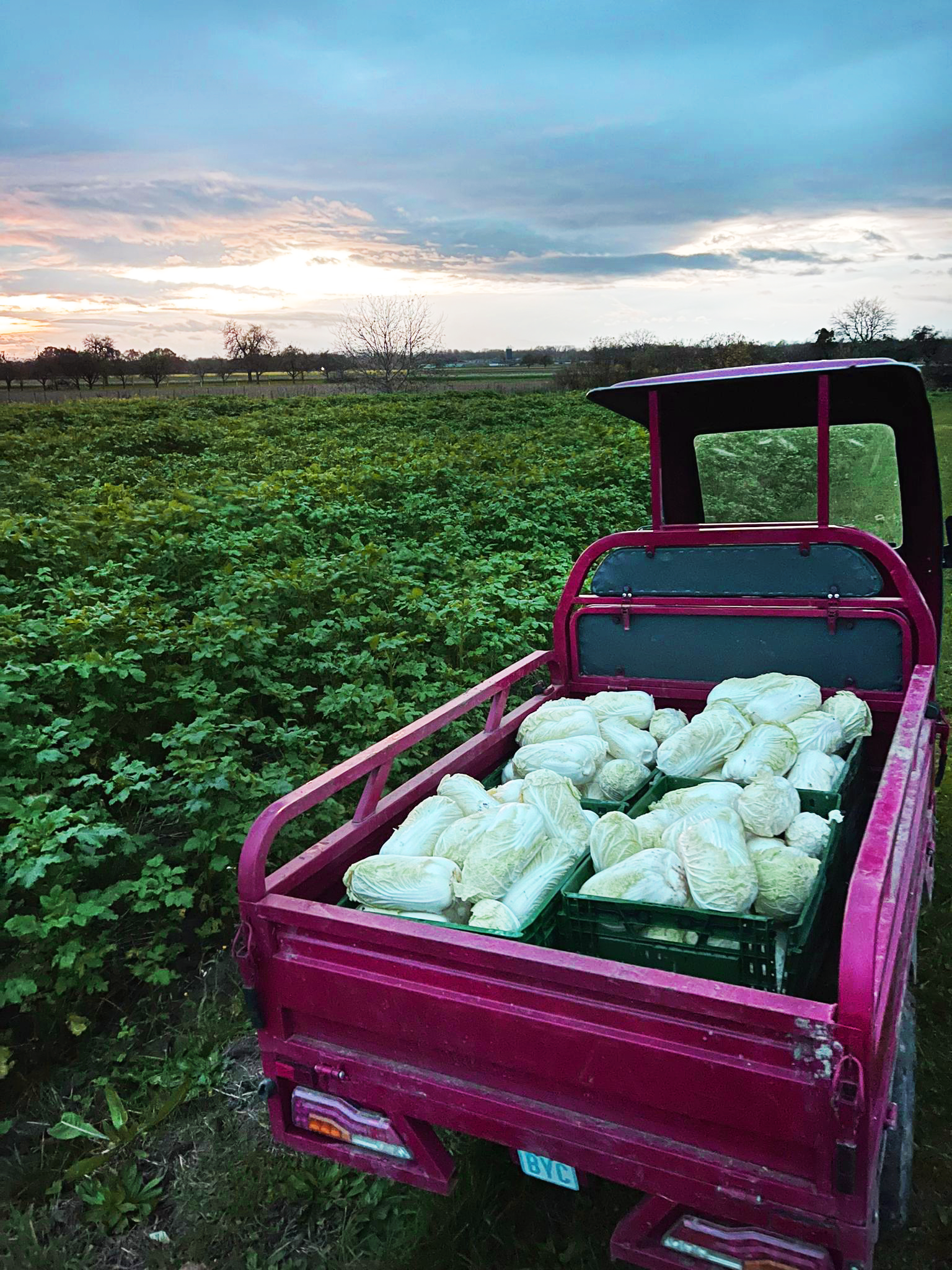 Frischer Chinakohl fuer die Kimchi-Herstellung bei THATs KiMCHi Hamburg